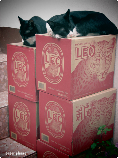 Cats love Leo Beer