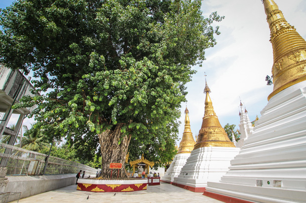 Bodhi Tree at the Shwedagon Pagoda