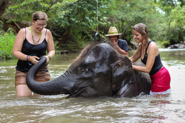 Bathing elephants in Thailand