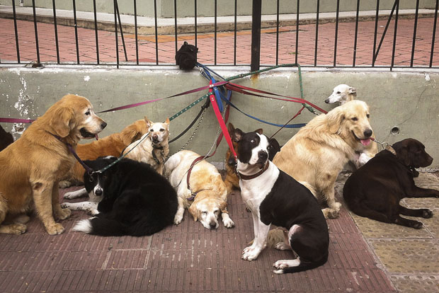 Dogs in Buenos Aires