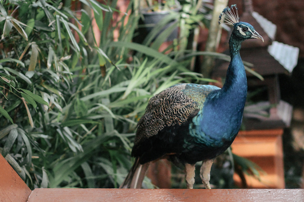 Peacocks at Sukantara Cascade Resort in Chiang Mai